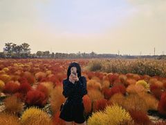 -映月湖中央公园