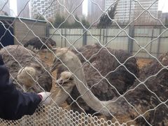 -长白岛森林公园