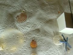 -青岛贝壳博物馆