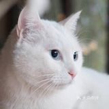 如果撸猫是病 ,那我得了绝症🐈