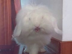 -哆趣宠物医院·眼科·内镜·急重症转诊中心(上海店)