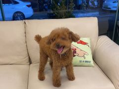 -瑞派申生动物医院·24H夜诊·国际动物医疗中心·骨外科(吴中路店)