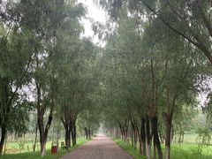 -东郊湿地公园