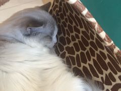 -飞行喵MR PILOT|猫舍·猫咖(静安大融城店)