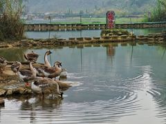 -靖西鹅泉风景区
