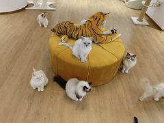 -1013 PET SHOP精品宠物商店(丁香店)