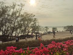 -宝安西湾红树林湿地公园