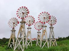 -大塘金香草谷