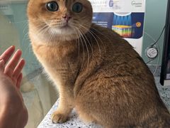 -瑞派申生动物医院·24H夜诊·国际动物医疗中心·骨外科(吴中路店)