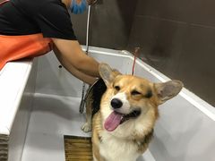-宠宠熊宠物美容(星湖街店)