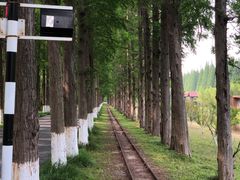 -黄海国家森林公园