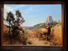 -美国自然历史博物馆