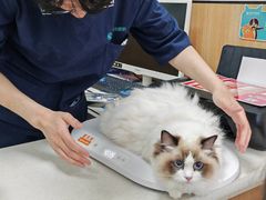 -瑞派长江宠物医院·猫科·外科·24小时夜护(谊城公寓分院)