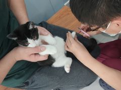 -纳吉亚猫专科动物诊疗中心(蒋宅口分院)