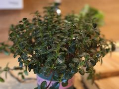 -好嫂子酱猪手•农家菜(华远坊店)