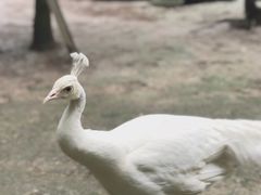 -哈尔滨北方森林动物园