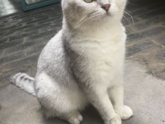 -喵屿·大理花园猫咖