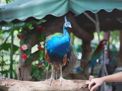 -西双版纳原始森林公园