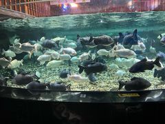 -成都浩海立方海洋公园