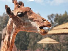 -云南野生动物园