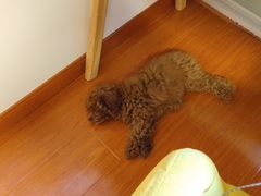 -翊宠yipet猫狗购宠庄园犬舍•猫舍