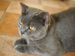 -猫咪博物馆(顶澳仔猫街店)