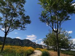 -紫云台香草园