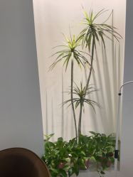 -VE专注问题肌·赛诺龙&科学美肤中心