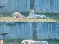 -常州淹城野生动物世界