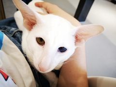 -飞行喵MR PILOT|猫舍·猫咖(静安大融城店)