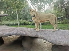 -北京野生动物园