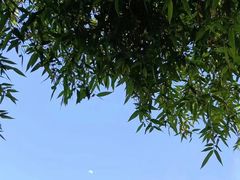 -杭州植物园