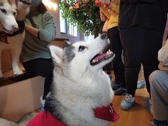 -Husky Go! 哈士奇体验馆·宠物咖啡厅狗咖