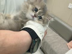 -安安宠医宠物医院·异宠·犬猫内科(岳阳分院)
