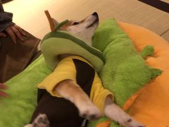 -逗柴咖啡屋·狗咖猫咖宠物桌游