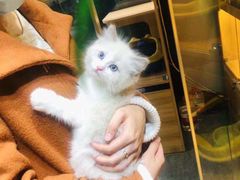 -欣宠猫屋·矮脚拿破仑·蓝金金渐层