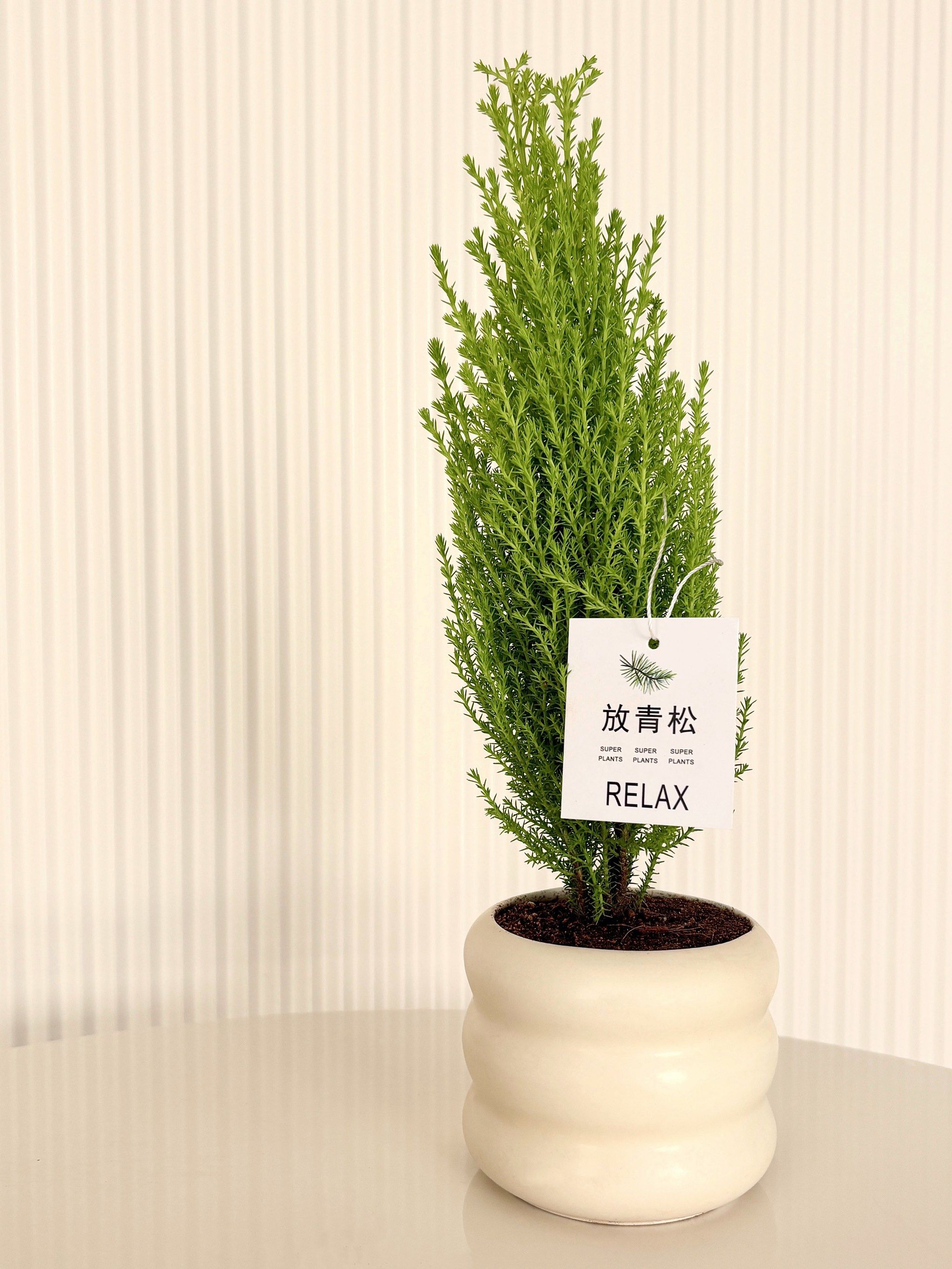 来庆熙"放青松"