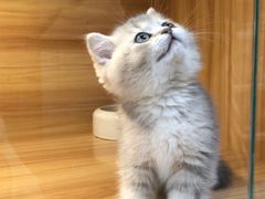 -猫十亿·布偶金渐层·曼基康矮脚猫舍(青年路店)