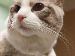 -70cat德文卷毛猫·缅因猫纯种猫舍