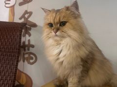 -豆逗聊愈猫阁Easy Life