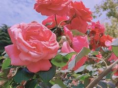 -上海滨江森林公园