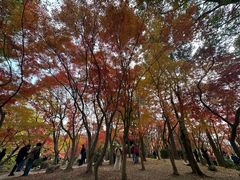 -秋霞圃