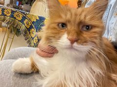 -平行世界·猫咖(首经贸店)