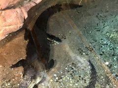 -迪拜水族馆及水下动物园