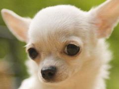 -翊宠yipet猫狗购宠庄园犬舍•猫舍