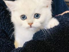 -欣宠猫屋·矮脚拿破仑·蓝金金渐层