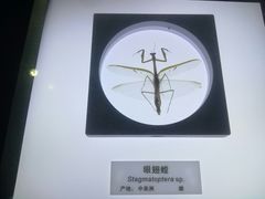 -上海昆虫博物馆