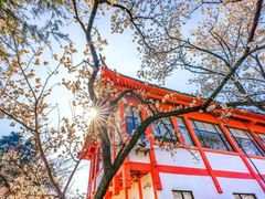 -紫金山山顶公园