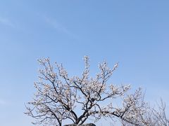 -香山公园