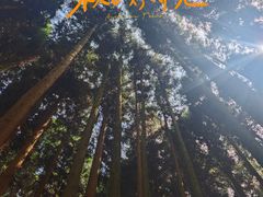 -武陵山森林公园